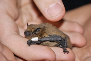 Zwergfledermaus Erwachsene Zwergfledermaus in der Hand gehalten. Hier sieht man, wie klein diese Tiere sind.